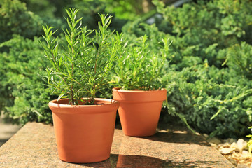 Pots with rosemary in garden
