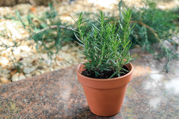 Pot with rosemary in garden