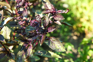 Bush of purple basil in garden