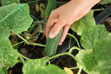 Woman picking cucumber in garden