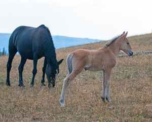 Baby Foal Colt Wild Horse Mustang standing tall with his grazing mare mother nearby in the Pryor...
