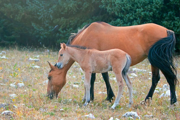 Fototapeta premium Baby Foal Colt Wild Horse Mustang with his buckskin mare mother in the Pryor Mountains Wild Horse Range on the border of Wyoming and Montana United States