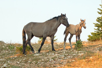 Obraz na płótnie Canvas Baby Foal Colt Wild Horse Mustang with his grulla mare mother in the Pryor Mountains Wild Horse Range on the border of Wyoming and Montana United States
