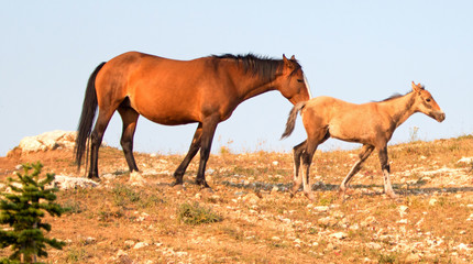 Naklejka na ściany i meble Baby Foal Colt Wild Horse Mustang with his bay mare mother in the Pryor Mountains Wild Horse Range on the border of Wyoming and Montana United States