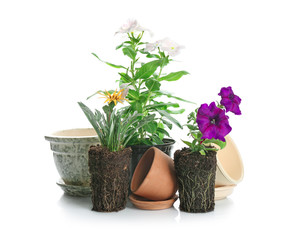 Blooming plants and different flowerpots on white background. Gardening concept