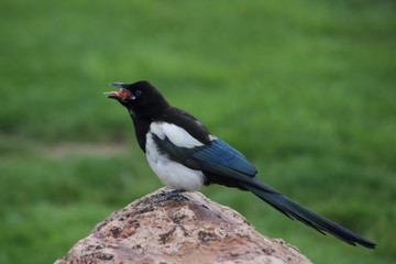 a magpie sitting on a rock eating a baby carrot in colorado mountains during a cloudy day in august