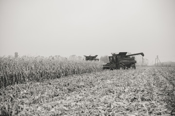 Naklejka premium Corn crops field harvest in autumn natural scene. Rural outdoors landscaped background