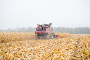 Obraz premium Corn crops field harvest in autumn natural scene. Rural outdoors landscaped background