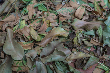 texture with dry leaves on floor as background