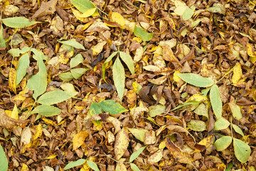 fallen leaves background in autumn
