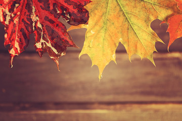 Naklejka na ściany i meble Closeup wet maple leaves with drops on wooden background, toned photo