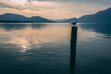 Sunset on the lake of Iseo with a seagull