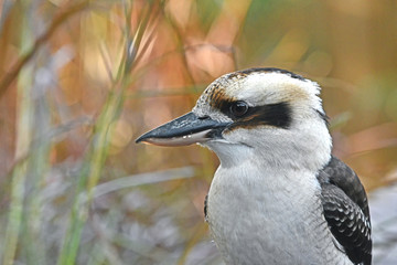 Kookaburrra