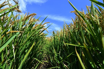 Paddy fields