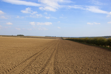 cultivated soil and hedgerow