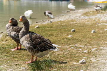 Wild living ducks