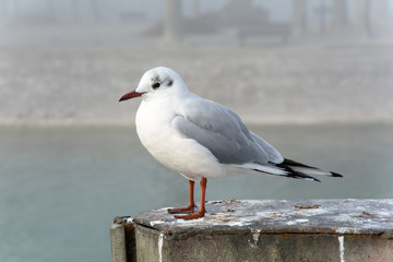 Lonely seagull