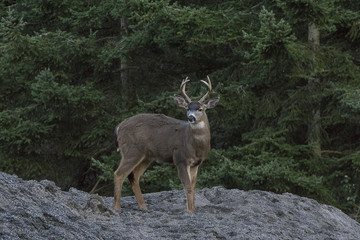 DEER IN WASHINGTON STATE