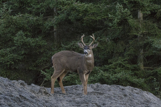 DEER IN WASHINGTON STATE