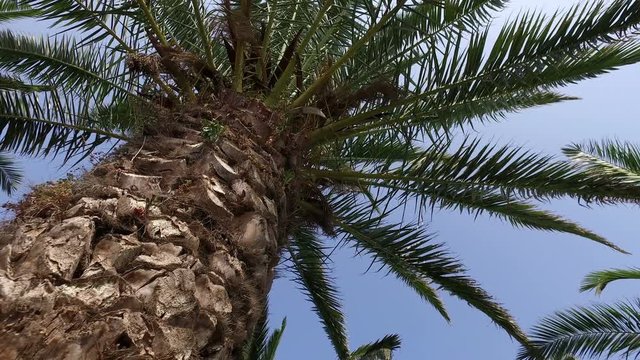 Camera Crane Moving Toward top of Palm Tree, 