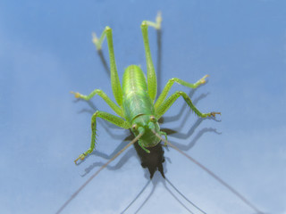 Great green bush-cricket