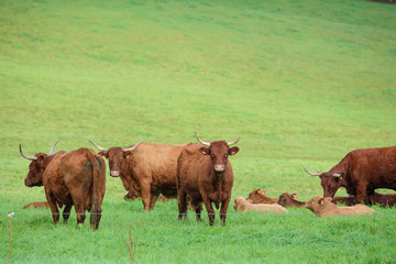 vache de salers aurillac vitrac cantal