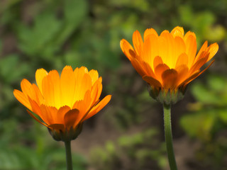 Two marigold flowers