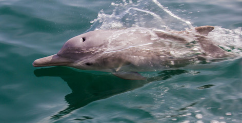 Dauphin