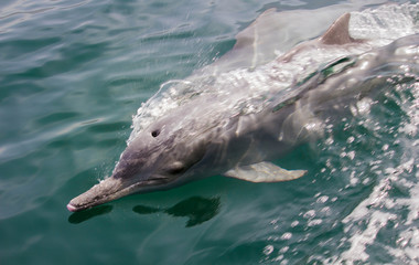Dauphin