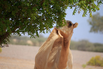 Dromadaire