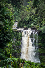 Forrest Waterfall