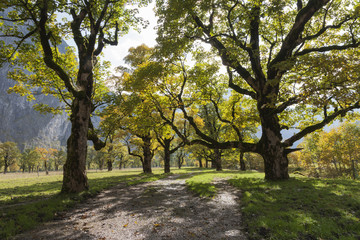 Ahornbäume in einem Mischwald 