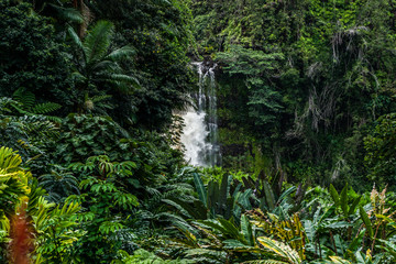 Forrest Waterfall