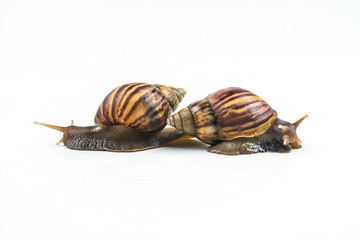 snails on white background  ,Can convey the love of young people or competition