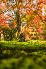 Japan Autumn Itinerary