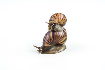 snails on white background  ,Can convey the love of family or Love between mother and child