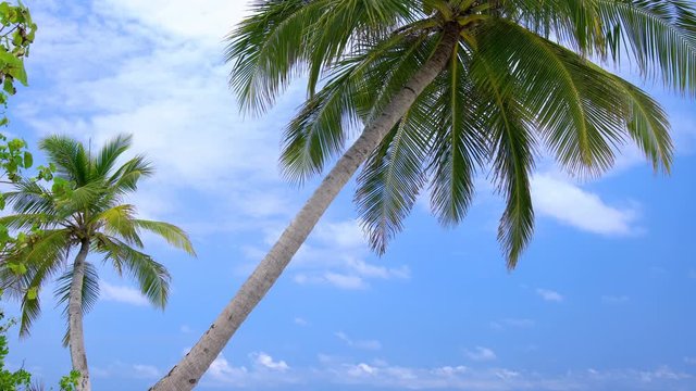 Tropical pristine view with top of coconut palm tree on blue sky background, Maldives travel destination