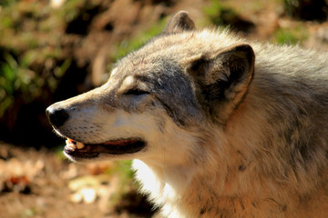 Loup Gris