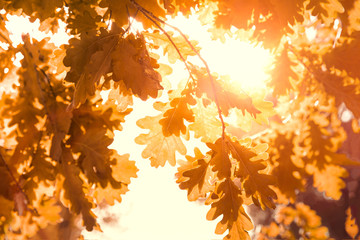 Colorful oak foliage in the autumn park. Autumnal leaves background.Warm weather