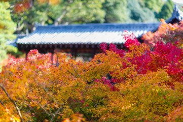 Japan Autumn Itinerary