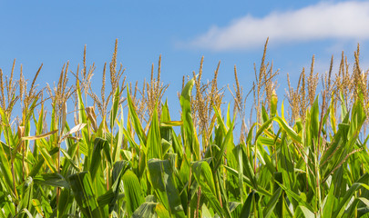 Close-up of Tall Field of Corn