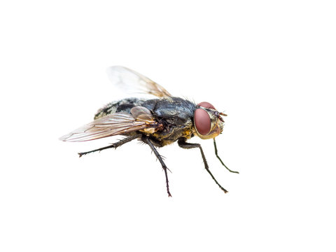 House Fly Diptera Insect Isolated on White