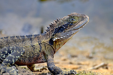 Water dragon