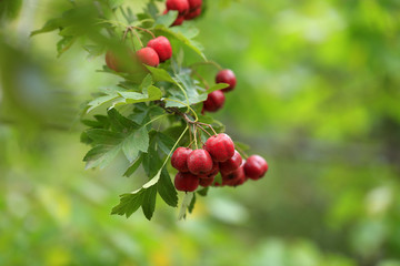 Ripe hawthorn is on a tree