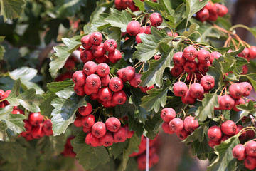 Ripe hawthorn is on a tree