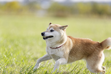 Naklejka na ściany i meble 野原で遊ぶ柴犬
