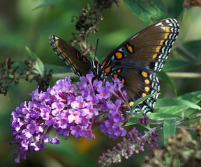 Fototapeta na wymiar Red Spotted Purple Butterfly