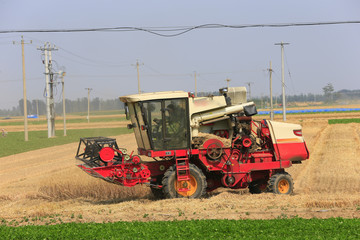 Fototapeta premium Harvester in the job