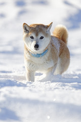 雪原の柴犬