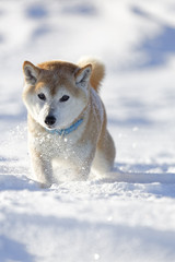 雪原の柴犬